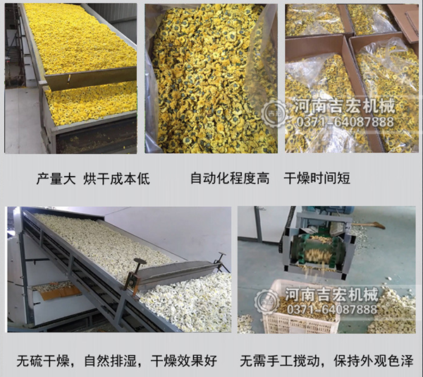 菊花烘干機(jī)_金絲皇菊烘干機(jī)價(jià)格_網(wǎng)帶杭白菊干燥機(jī)廠(chǎng)家